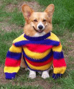 Dog in a sweater