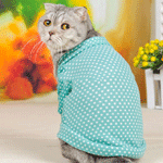 Kitty in a sweater